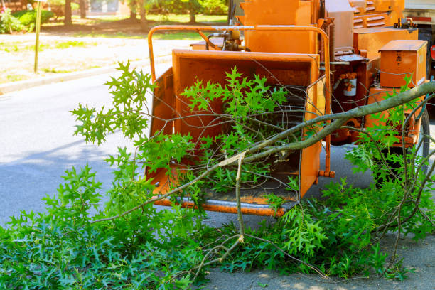 Best Lawn Pest Prevention  in Middletown, NY