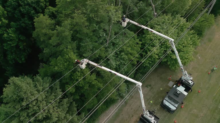 Middletown, NY Tree Services Company